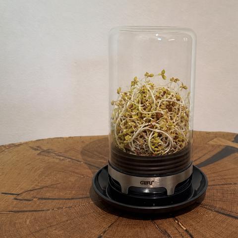 spar, fermentacija