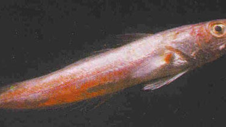 Po pisanju nekaterih hrvaških medijev bodo osliče uničili, drugi pa spet poročaj