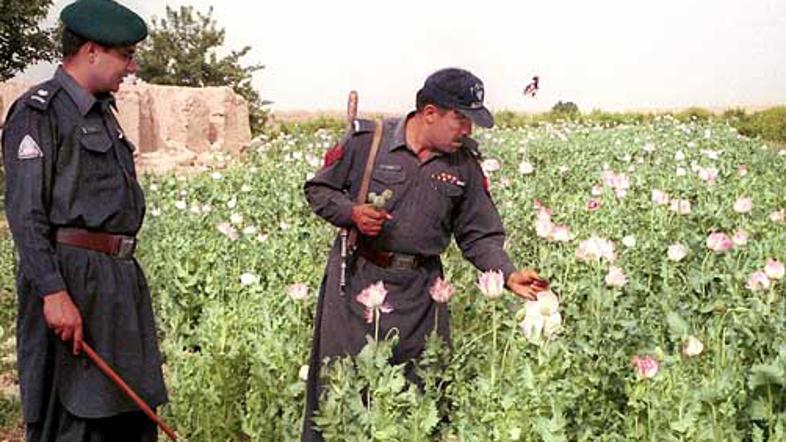 Napori zadušiti proizvodnjo in trgovino z mamili nimajo velikega učinka.