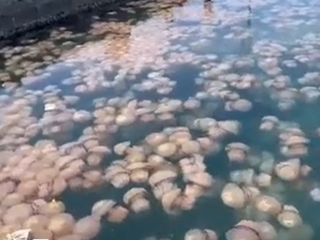 Meduze v Tržaškem zalivu