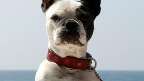 Sprehode in druge dejavnosti omejite na jutranje in večerne ure. (Foto: iStockph