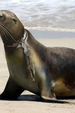 mikroplastika, onesnaževanje, okolje, voda, živali