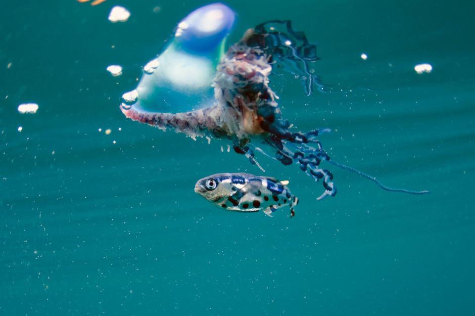 Portugalska ladjica | Avtor: Profimedia