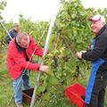 Vinograda Samuela Malnariča toča ni prizadela, zato smeha ob trgatvi Kluba prija