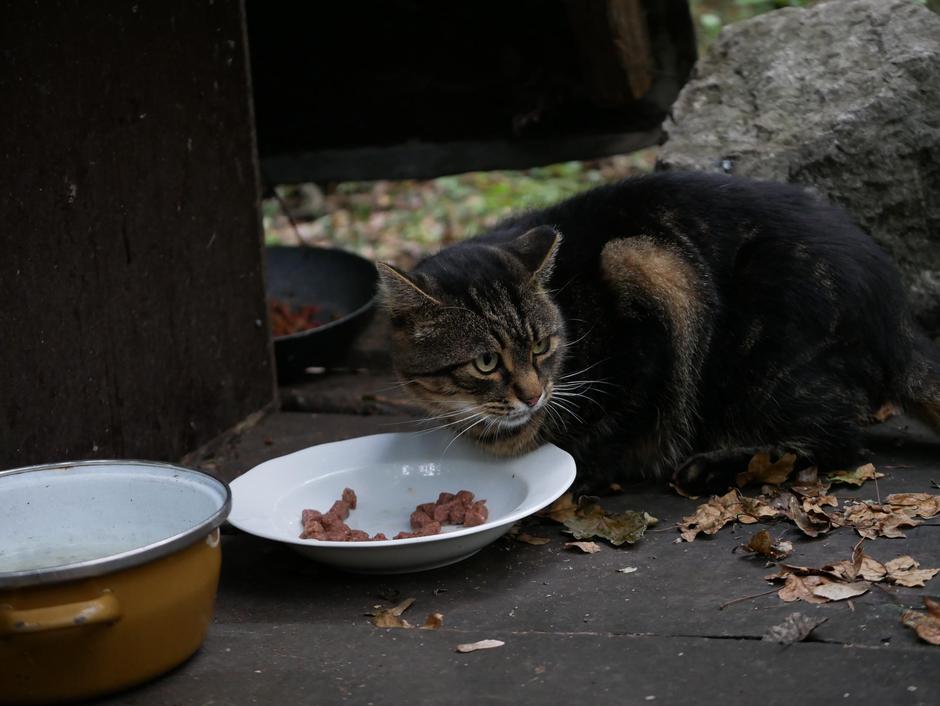 Prostoživeča mačka se hrani | Avtor: Klemen Gorup