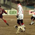 Tega psička nogometni zvezdniki Ajaxa niso prav posebej zanimali.