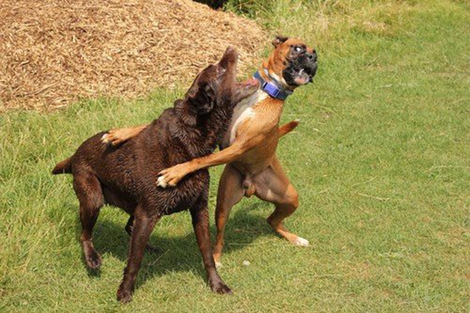 Labradoerc in nemški bokser | Avtor: Profimedia