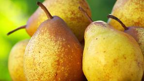 hruške