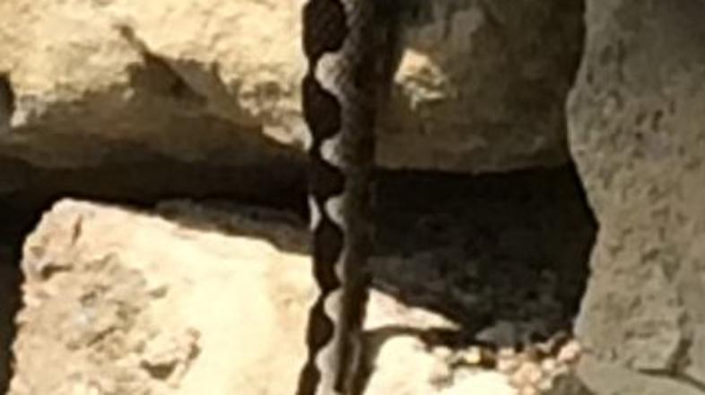 Modrasi (Vipera ammodytes) v divjini