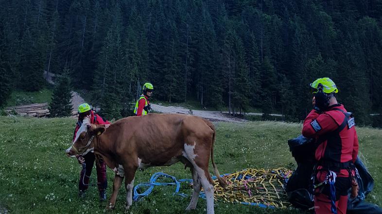 reševanje helikopter krava