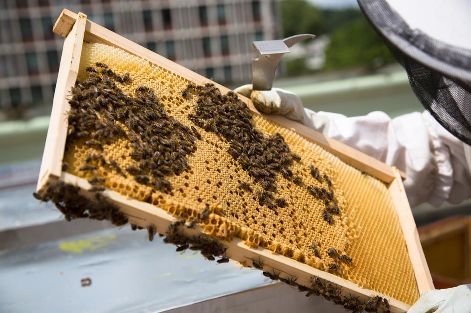 razstava čebelarjev