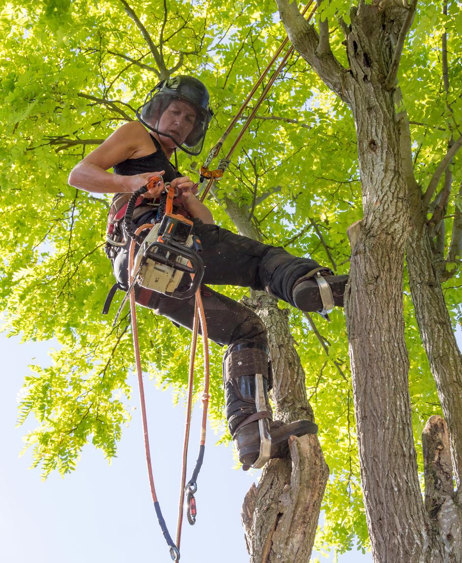 Arboristka | Avtor: Profimedia - fotografija je simbolična