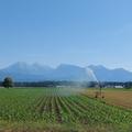 Zalivanje, koruza, Hrastje pri Kranju, Kranj, poljedelstvo, suša