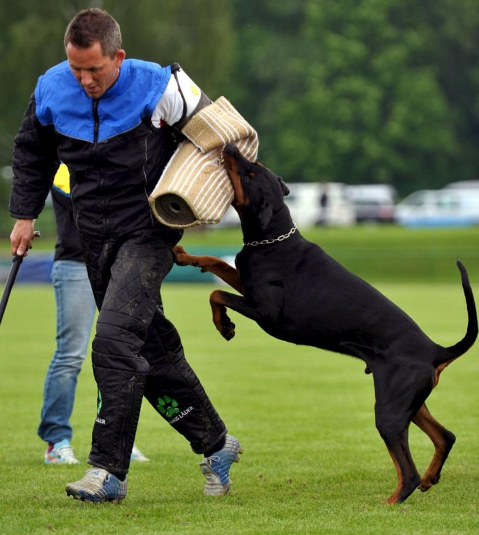 Dobermann | Avtor: EPA