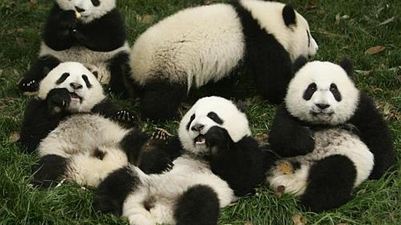 Pandjih družin je zelo malo. (Foto: Reuters)