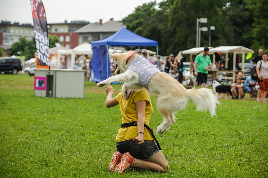 Festival za živali | Avtor: Saša Despot