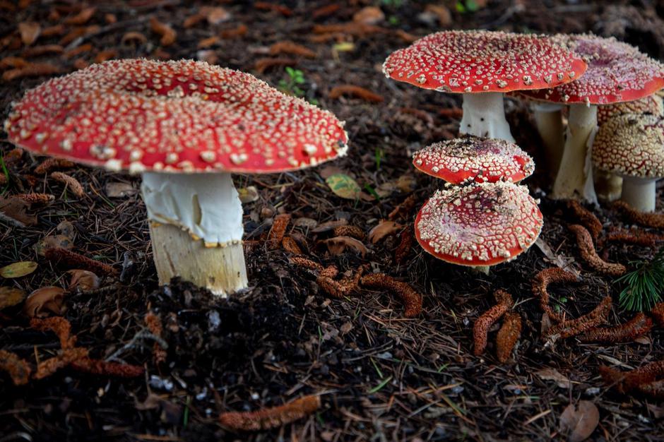 Rdeča mušnica | Avtor: Profimedia