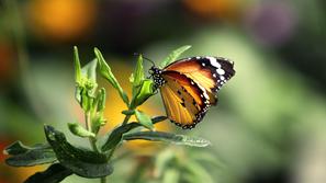 Razstava tropskih metuljev v Arboretumu Volčji Potok