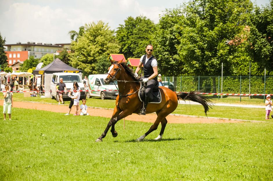 Festival za živali | Avtor: Saša Despot