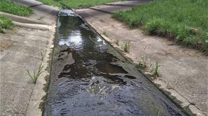 Glinščica cianobakterije