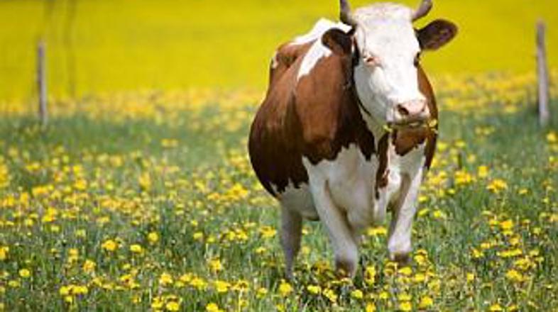 Gasilci so od začudenja obnemeli, ko so kravo zagledali v trinajstem nadstopju. 