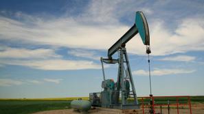 Z ustavitvijo izvoza želijo pomagati domačemu trgu. (Foto: Istockphoto)