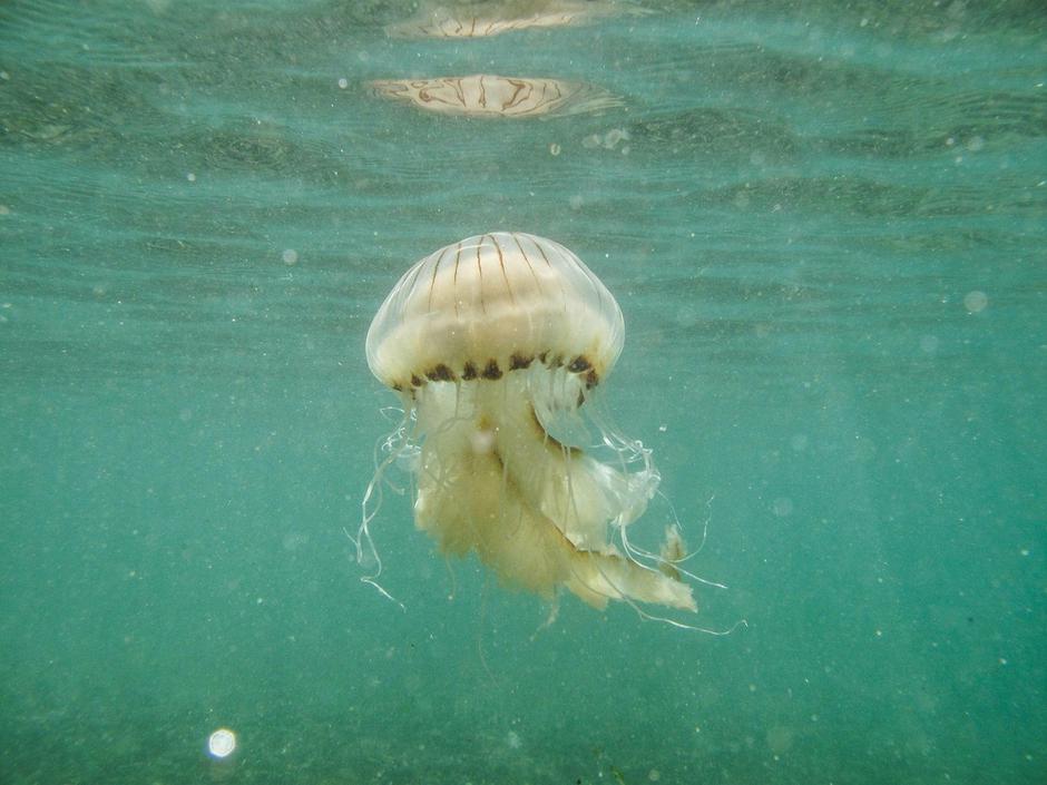 Kompas meduza | Avtor: Profimedia