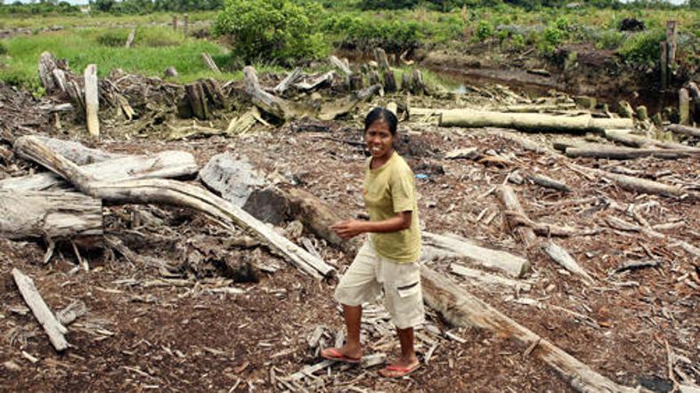 Razvite države bodo "kupovale" gozdove v nerazvitih državah in tudi na ta način 