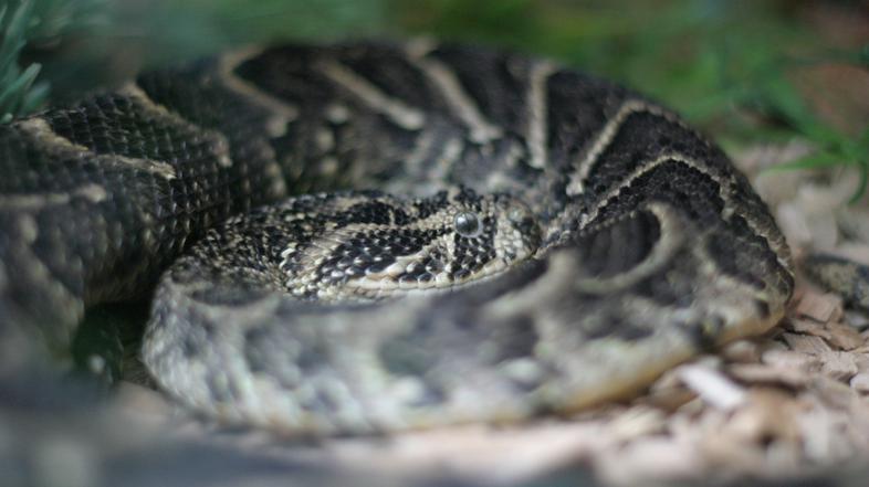 puhnica ali bitis arietans