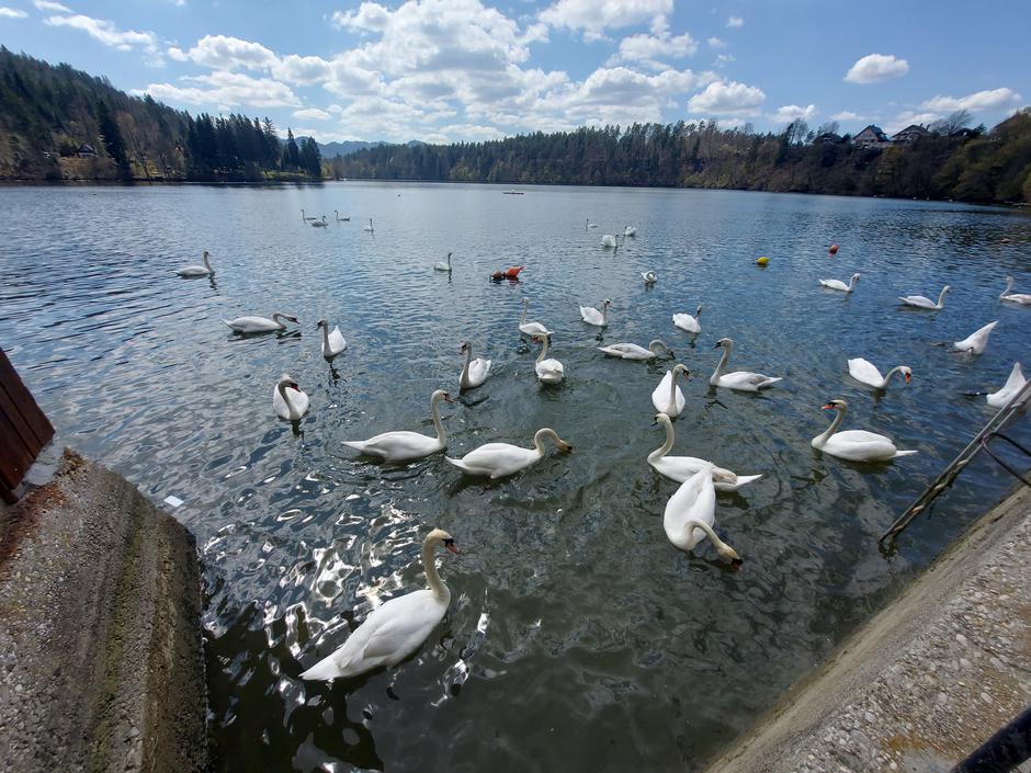 Zbiljsko jezero, Medvode | Avtor: M. Ha.