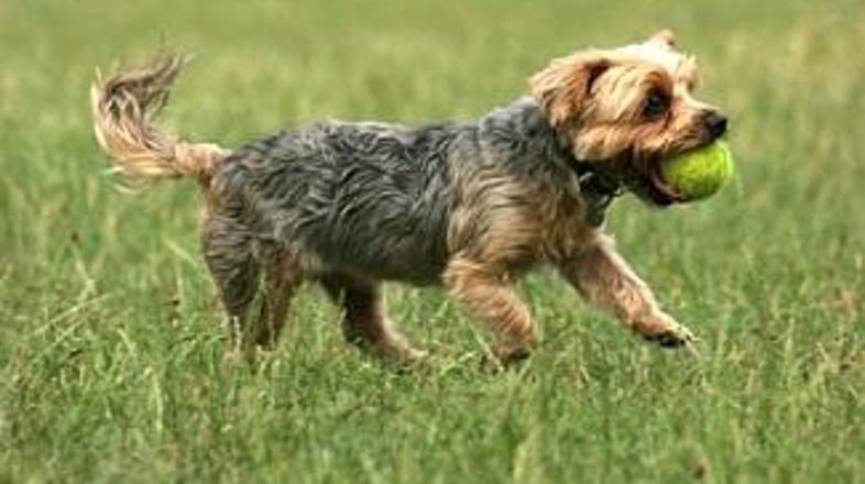 S sprehodi in igro psom polepšajte popoldanske urice.