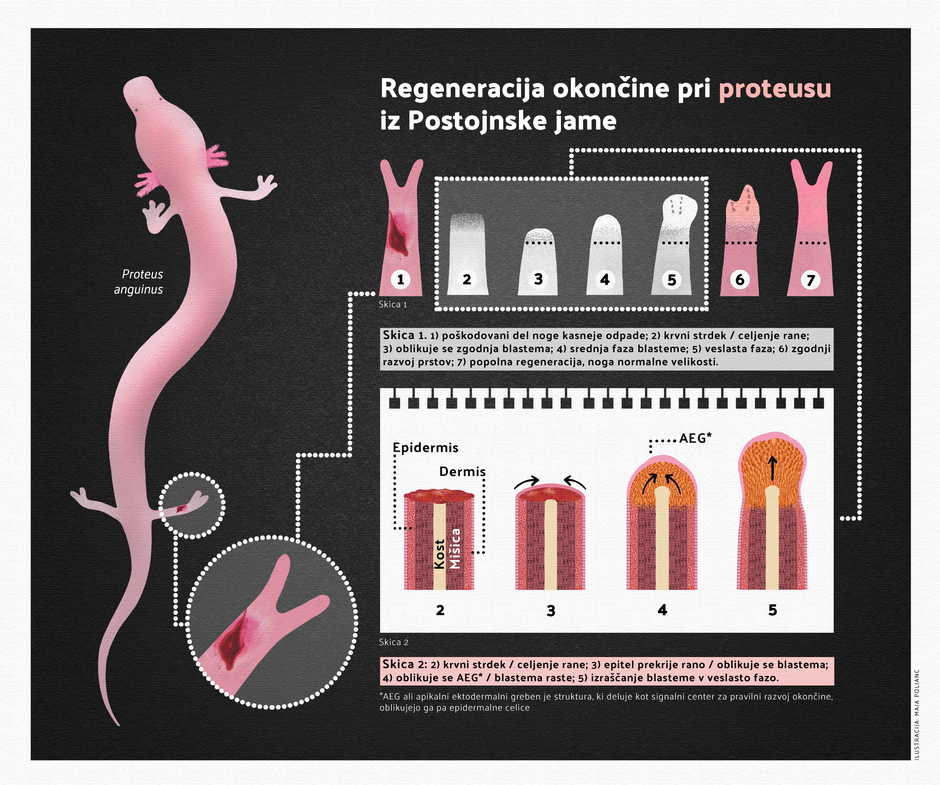 zmajčki človeška ribica Postojnska jama | Avtor: Postojnska jama