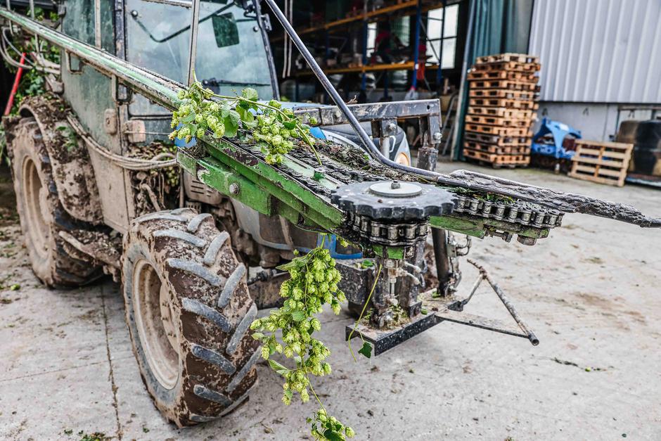 obiranje hmelja | Avtor: Saša Despot