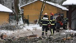 Snegolom v Živalskem vrtu