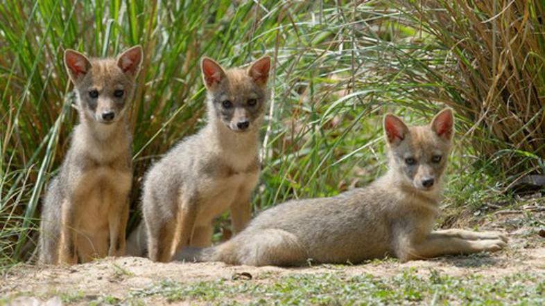 Zlati šakal, Canis aureus