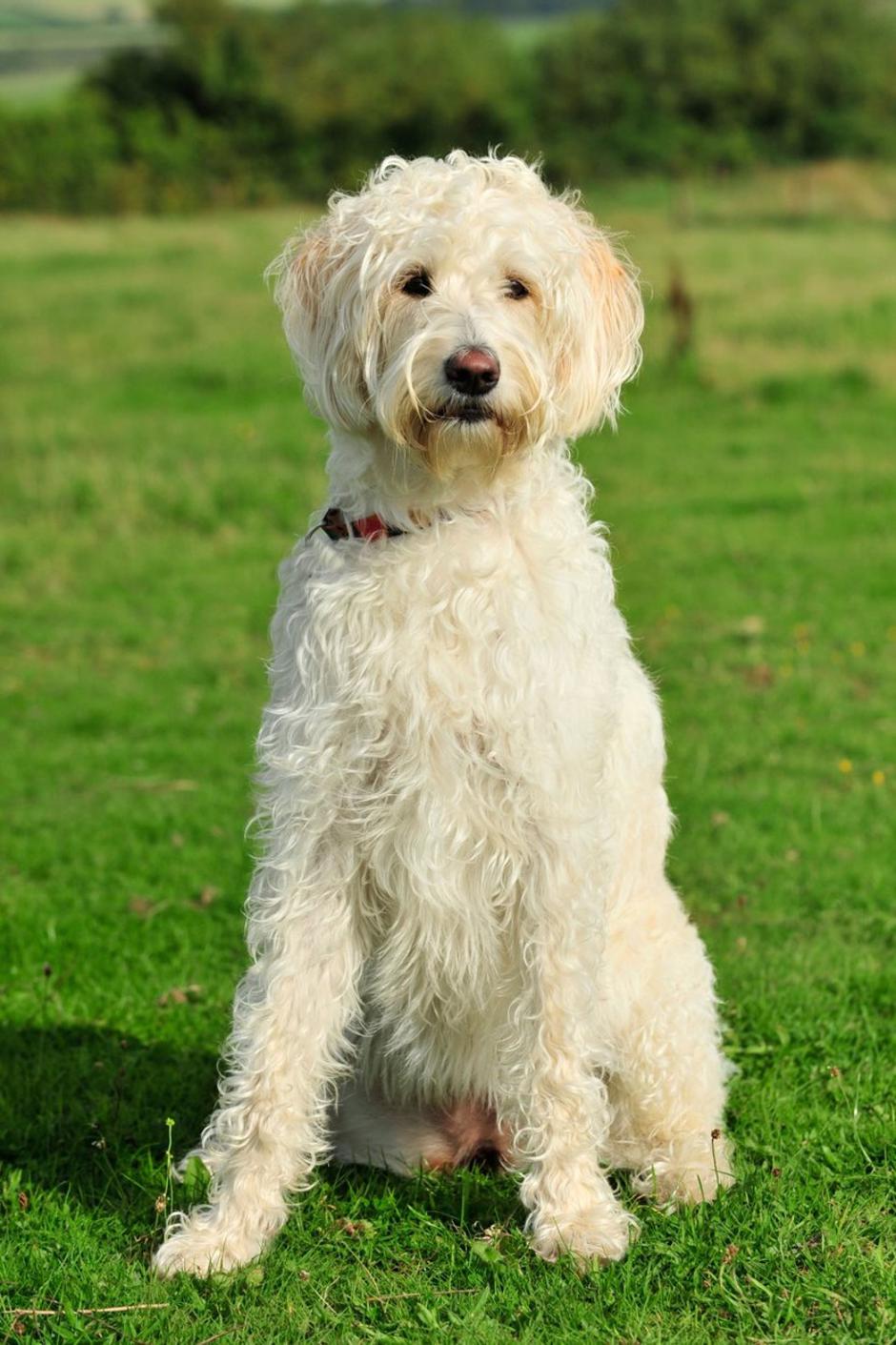 Labradoodle | Avtor: Profimedia