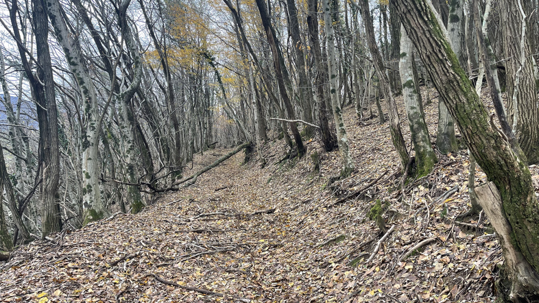 Gozd