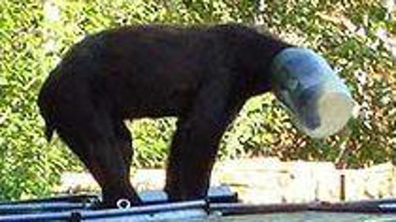 Kosmatinec se ni več vrnil nazaj v gozd.