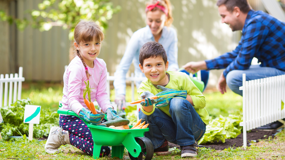 rože, cvetlice | Avtor: Substral