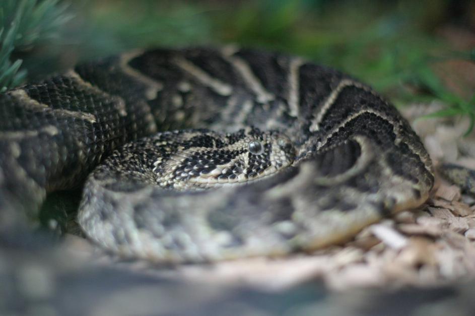 puhnica ali bitis arietans