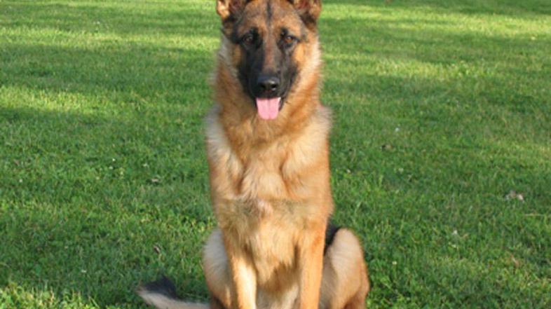 Nemški ovčar, prijazen