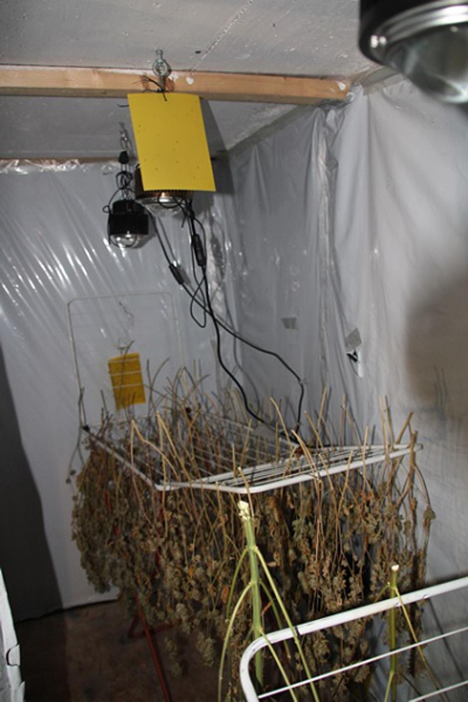 Zaseg konoplje. | Avtor: PU Celje