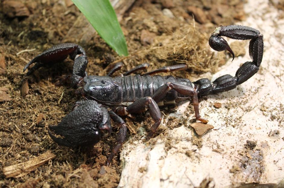 Škorpijon Heterometrus swammerdami | Avtor: Sašo Čotar