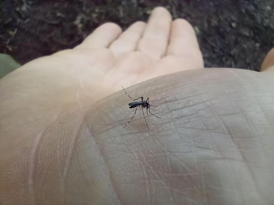 Tigrasti komar | Avtor: Profimedia