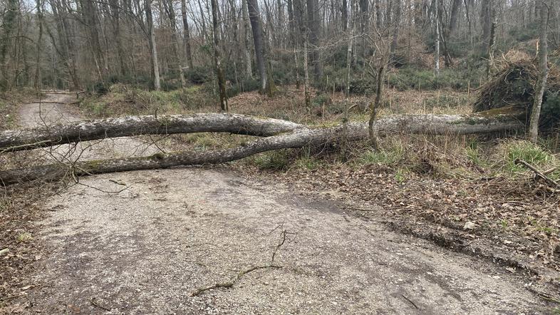 podrto drevje na cesti med Ajševico in Rožno dolino