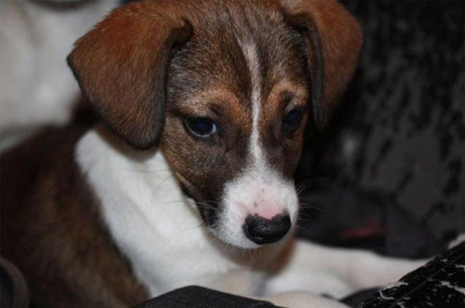 Dobro premislite, kaj boste komu podarili. (Foto: Zavetišče Horjul)