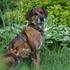 Leopardji pes Catahoula
