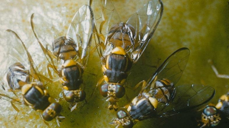 orientalska plodova muha