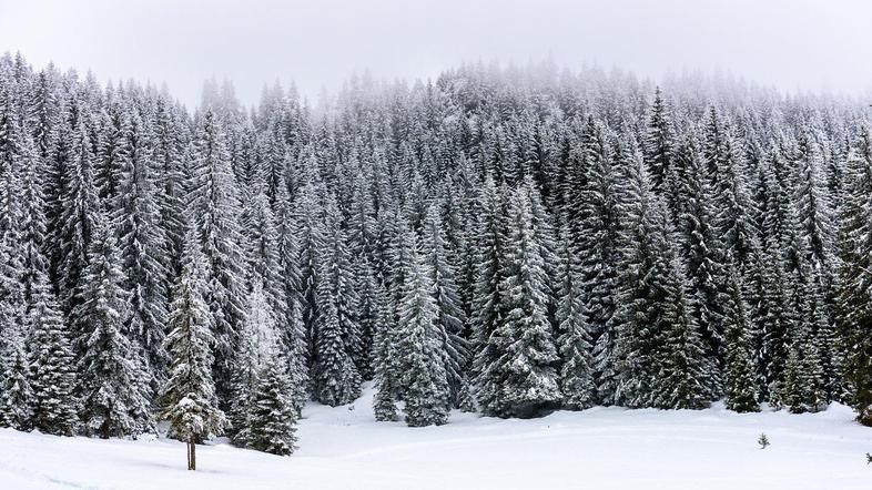 sneg gozd pokljuka