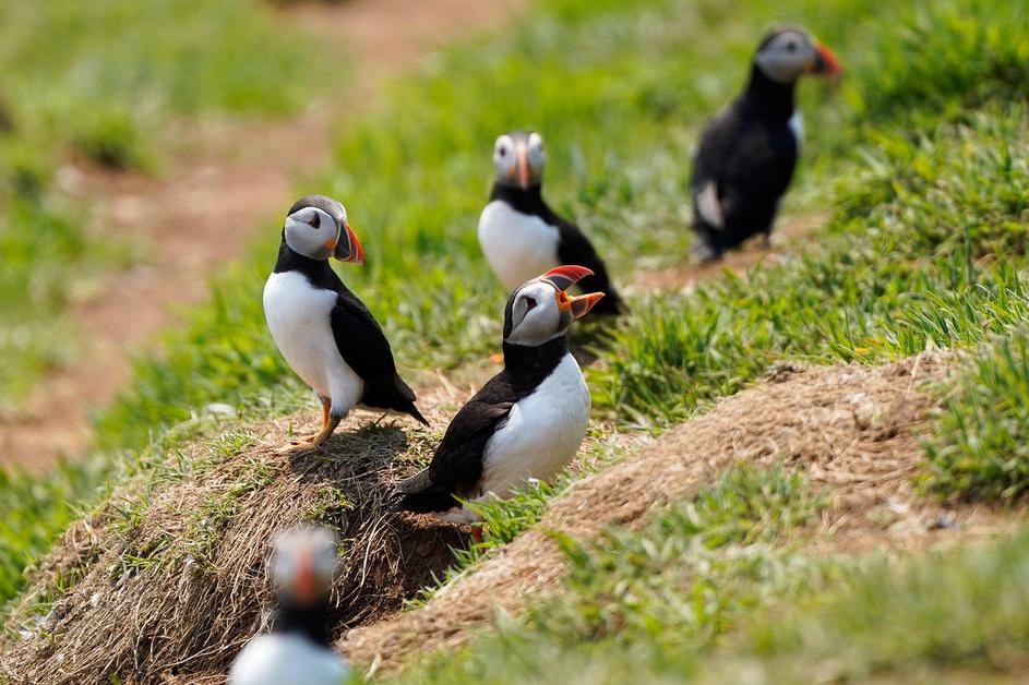 Mormoni na otoku Skomer